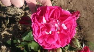 Роза 🌹 шраб Мария Ренессанс.