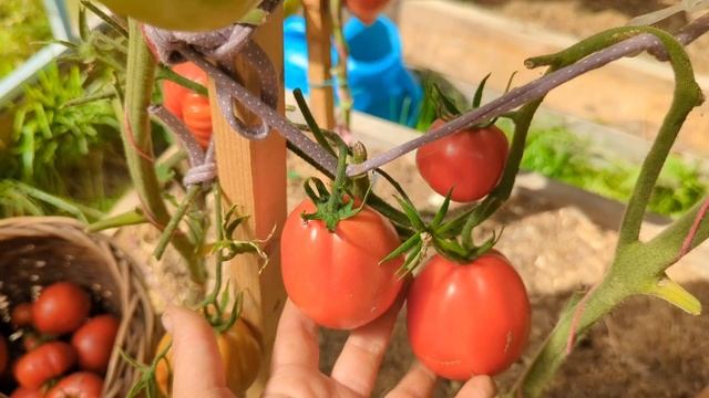 томат Пузата Хата смотреть онлайн