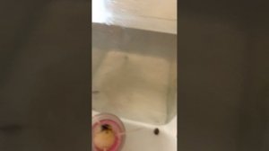 он большой