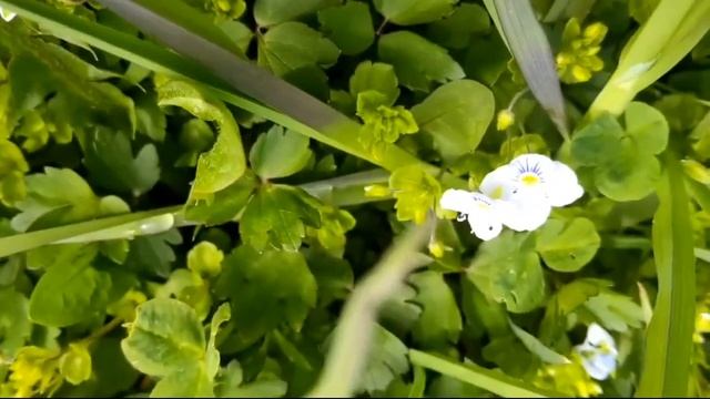 Но почему-то про мужа говорить не хотелось. смотреть онлайн