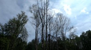 Погибшие деревья после реконструкции Фатьяновского парка в 2022 году. Город Вязники