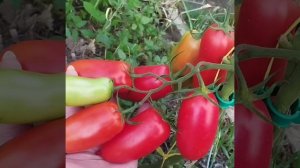 Обзор томата Сибирский казак .