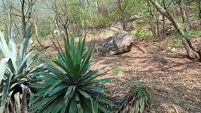 Обезьяны на горе Аруначала штат Тамил Наду Тируваннам смотреть онлайн