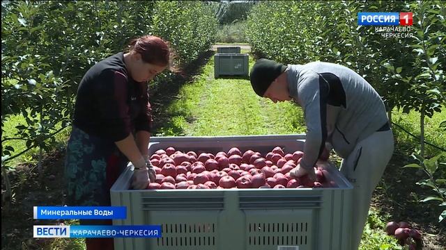 Рашид Темрезов: за последние годы объем фруктов в Карачаево-Черкесии увеличился почти в три раза