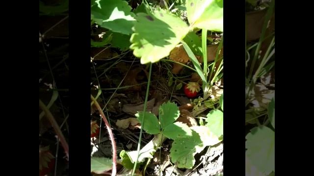 природа смотреть онлайн