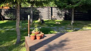 Цветы и огород 10 июня. Начинаются огурцы. Зацветает клубника