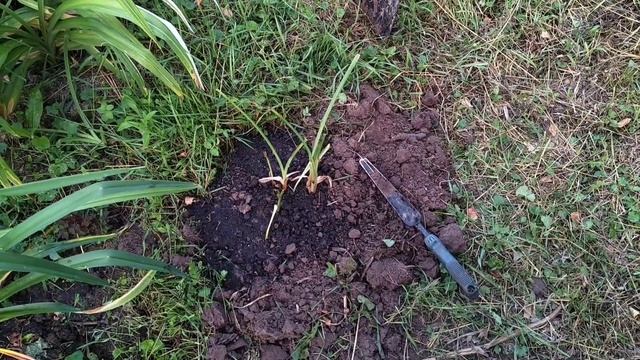 Новые посадки в саду мечты. Хорошо зарытое старое. смотреть онлайн