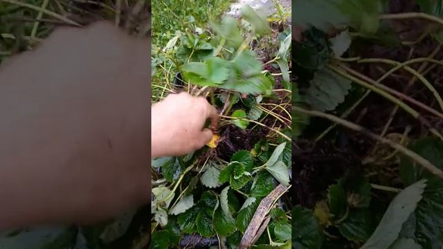 Чудесный сорт ремонтантной клубники Сан - Андреас смотреть онлайн