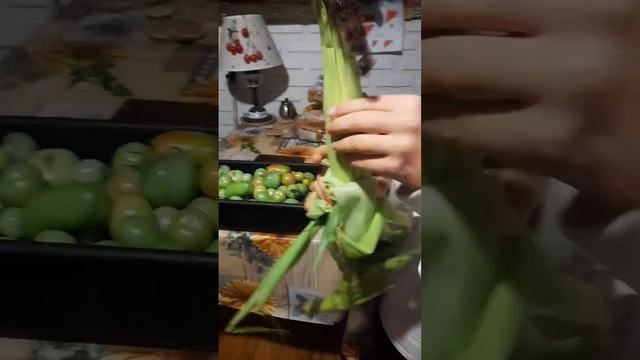 Кукуруза ....Царица полей...наш опыт .