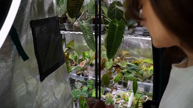 Обзор НОВЫХ РАСТЕНИЙ, которые появились у меня весной смотреть онлайн