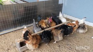 12-06-2025. Посадила квочку 🐔. коллекция пополняется.