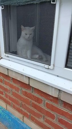 Снежок