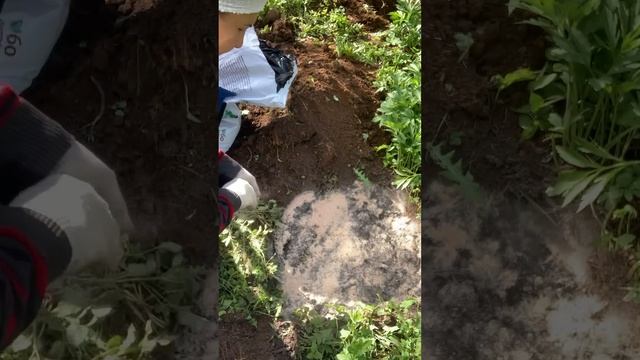 #дача посадка голубики смотреть онлайн