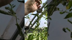 Занудное видео для себя. Томат Кострома, шибик, фиолет?