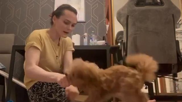 Дрессировка щенка той-пуделя. Чарли😍