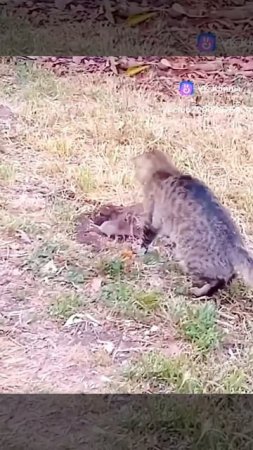 как  кот ловит хомяка