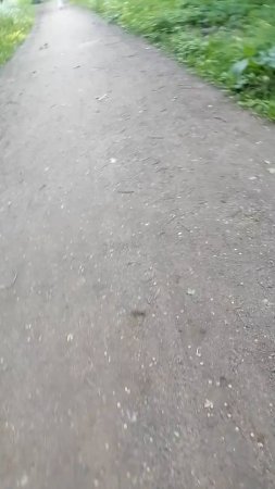 Рой сисястых