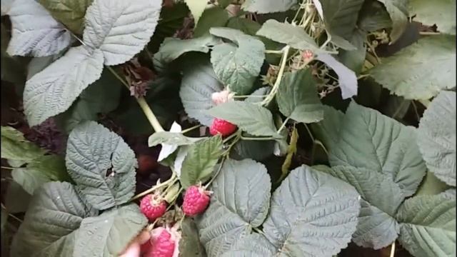 Ягода малина | Мій город та сад смотреть онлайн