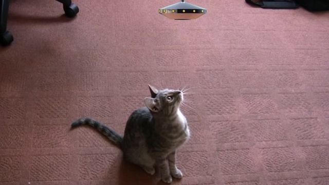 тиграша+тарелка+звук смотреть онлайн