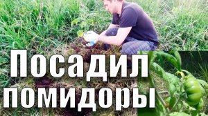 Посадил помидоры