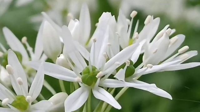 Цветущая черемша смотреть онлайн