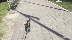 Лазаревское 🐬НОВОЕ ПЛАТЬЕ/ ПРОГУЛКА С ЖОЗЕФИНОЙ #тойтерьер #лазаревское #море