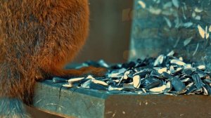 Эксплуатации кормушки для белок