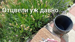 Отцвели уж давно...