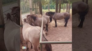 Беловежская пуща