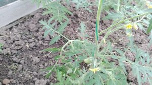 Начало июня, а у меня уже растут помидорки. Как вырастить ранний урожай томатов (помидор)