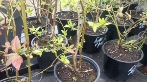 Сорняки где попало не растут