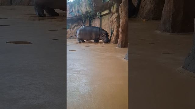 6.04.2025  Зоопарк РЕКА ЗАМБЕЗИ город Казань смотреть онлайн