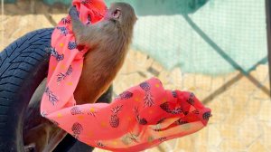 ЗОРРО в РОЗОВОМ ПЛАЩЕ! Привидение с моторчиком! Это все про Люсю! Юля привезла подарки любимкам!