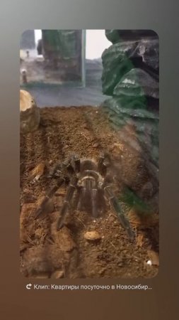 Паучок на выставке рептилий в ТЦ Аура в Новосибирске
