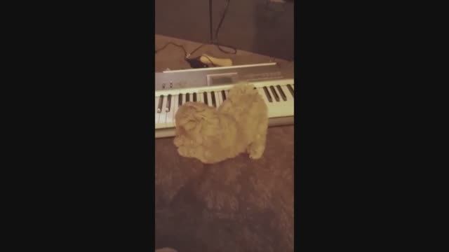 Забавные животные. Щенок пианист