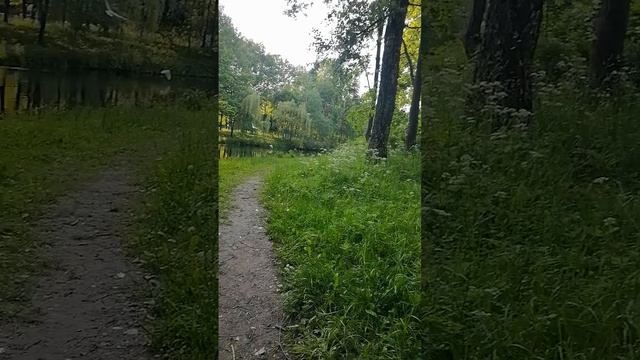 Тропинка в лес