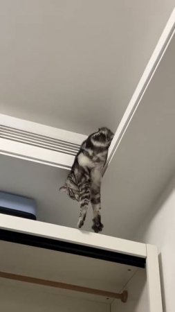 Котейка не рассчитал 🐈😍❤️