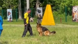 1 Отл. ЛЕЯ ОРГАНА +++ №19 / КЧК ПЕНЗА 31 мая`25 О.Тимофеева Моно немецких овчарок