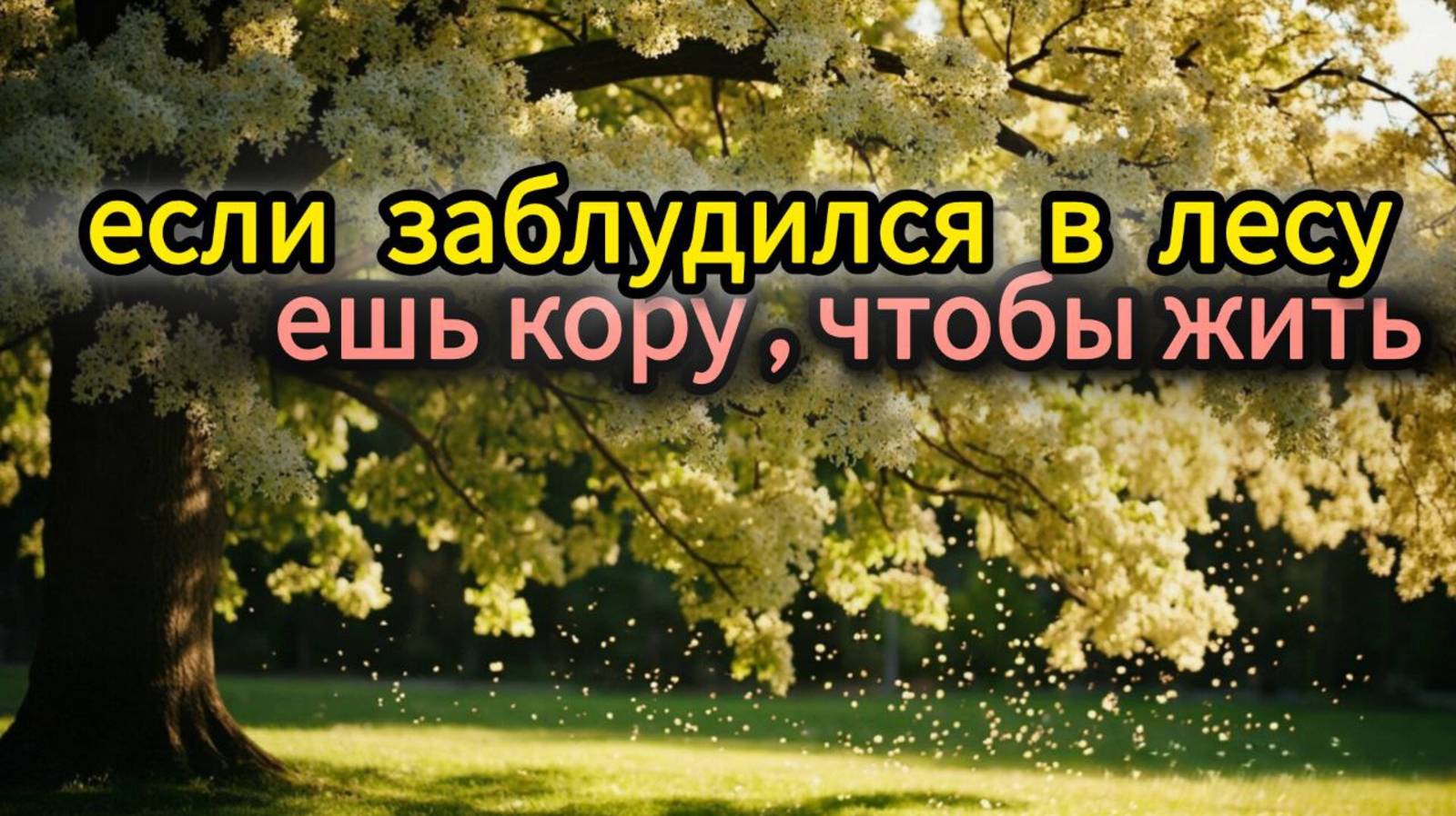 5 деревьев, которые можно есть! Ешь кору, чтобы выжить!