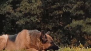 Баллада о верности и любви: Дженни и Рэмма