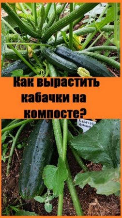 Лучшее место для выращивания кабачков и тыкв - это компостный ящик!
