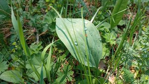 Мой опыт вегетарианства!😄