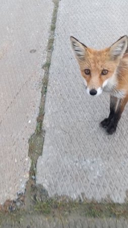 Вместо собаки! 😁