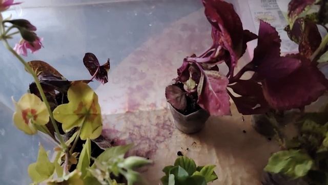 26 апреля 2025г. Обзор рассады. Получила посылки с растен? смотреть онлайн