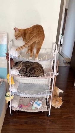 КОТОобщежитие😜