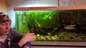 Карпы роют грунт в аквариуме. О содержании речной рыбы