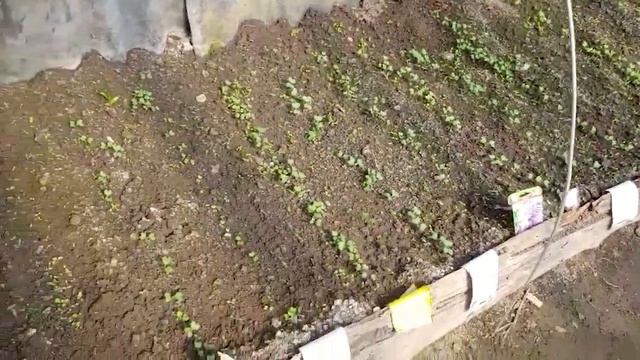 БЕЛАРУСЬ ДАЧА 2025🌿 СОБИРАЮ ПЕРВЫЙ УРОЖАЙ 🌿 Весенние ? смотреть онлайн