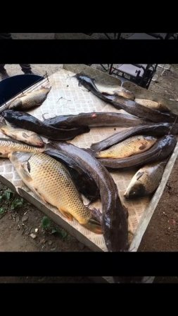 уловы рыбаков в Рыбин Гуде