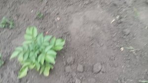 1000029941.mp4. 12 июня. Утро пасмурное.  Двор зарастает.