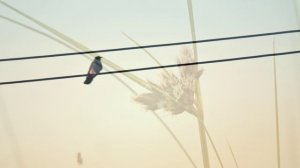 У реки Джемуха в мае на закате